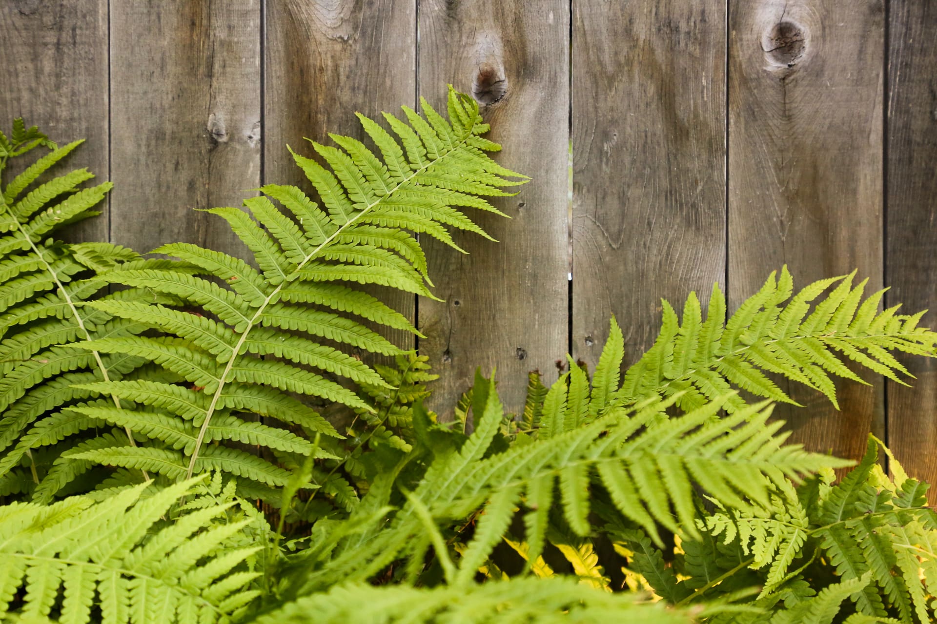 A photo of ferns against a weathered wooden fence.