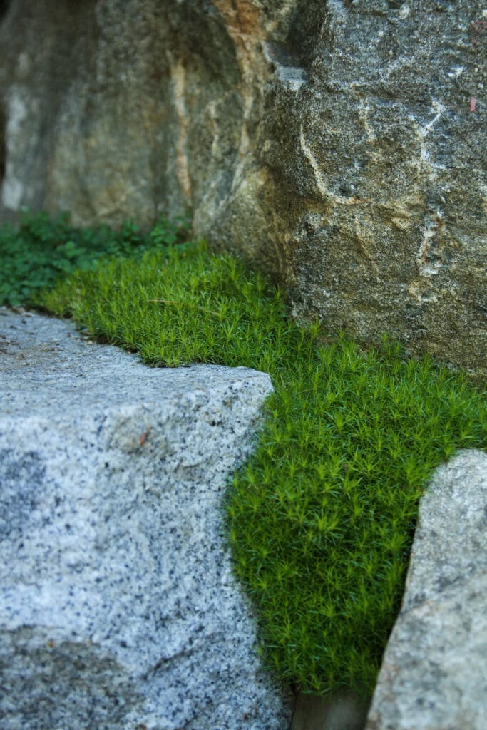 A photo of moss in between two rocks.