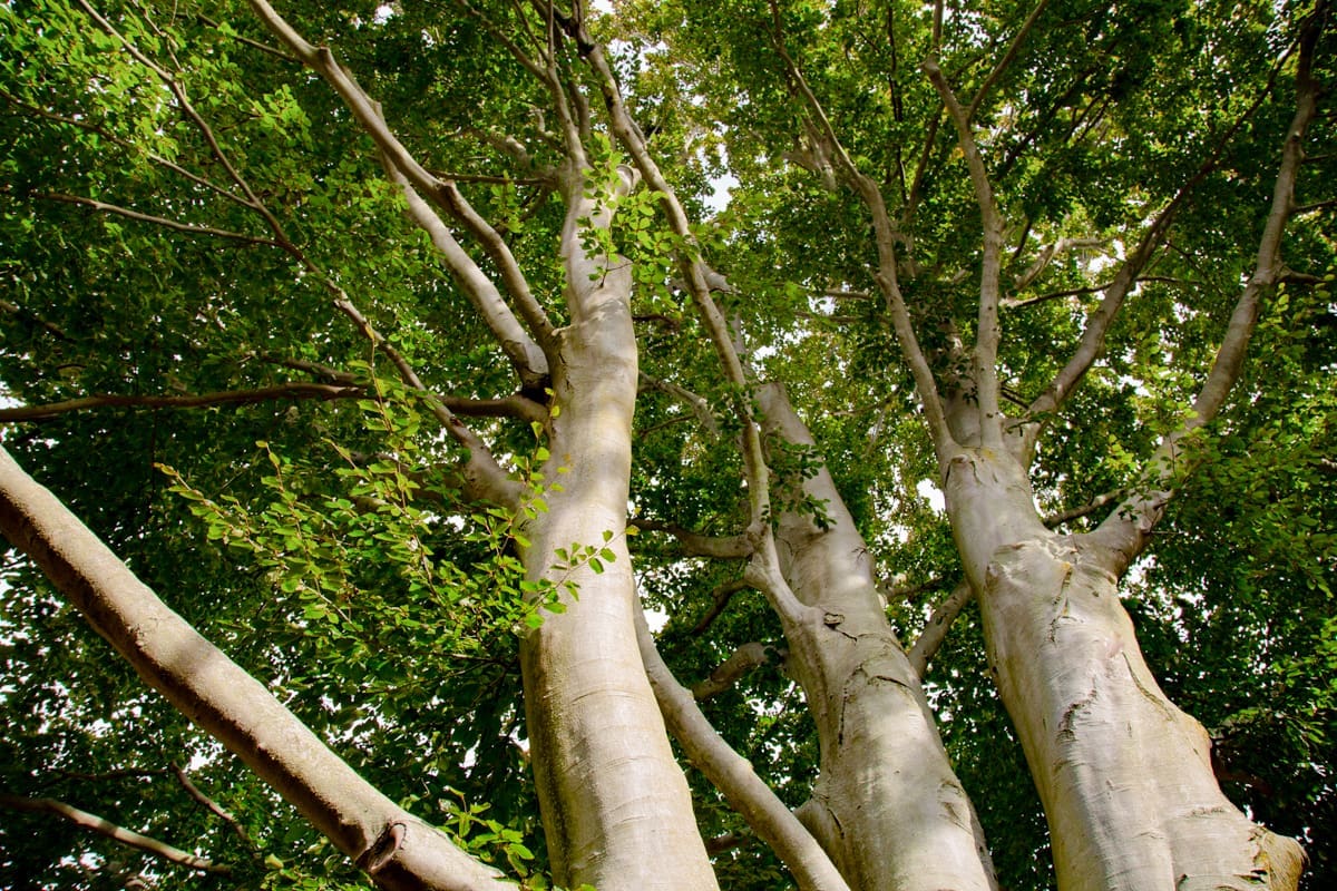 A photo of a beech tree.