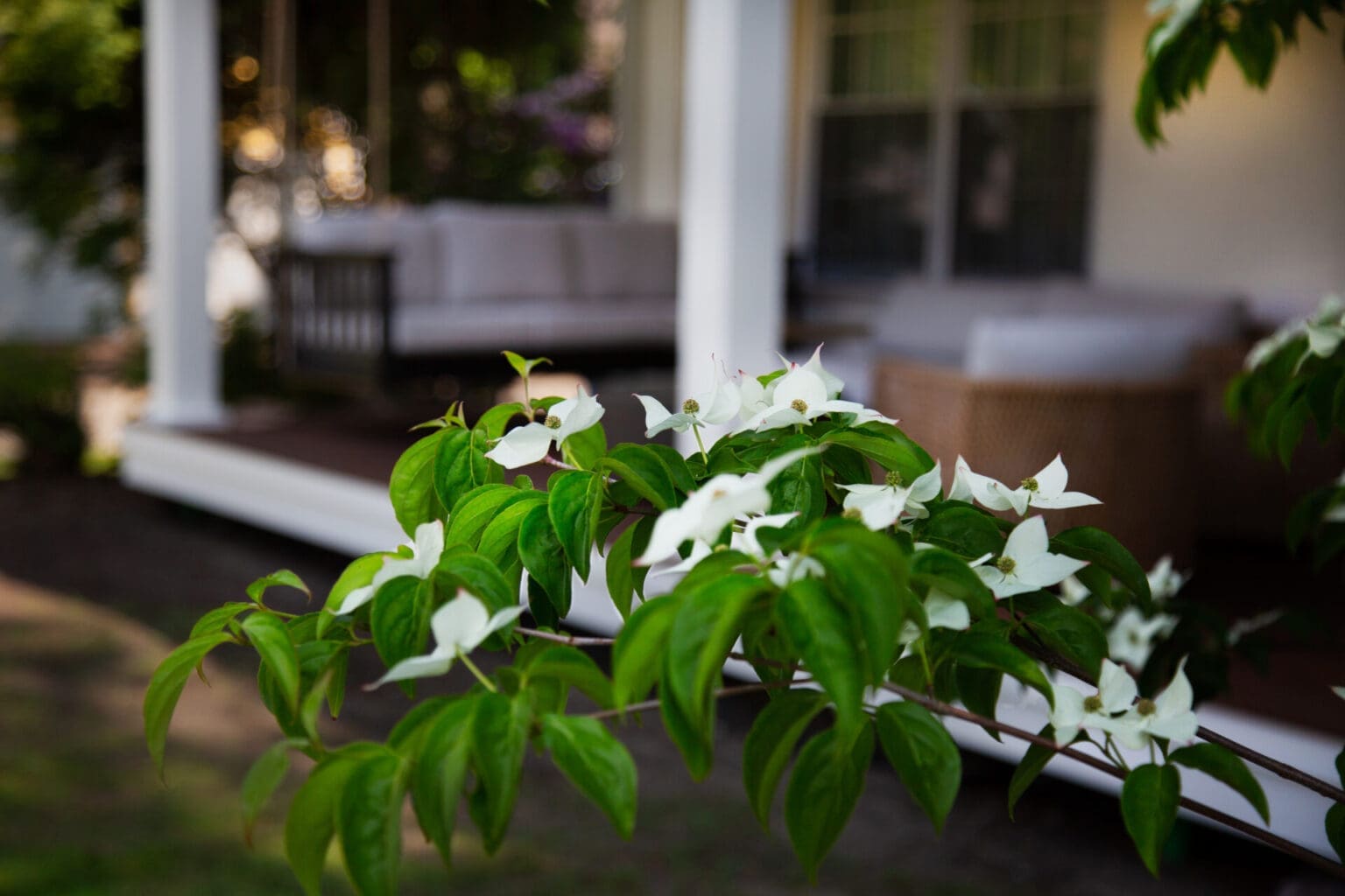 A photo of a kousa dogwood plant in front of a farmer's porch.