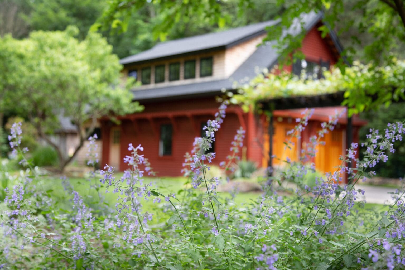 A photo of catmint in front of a red barn-style garage.