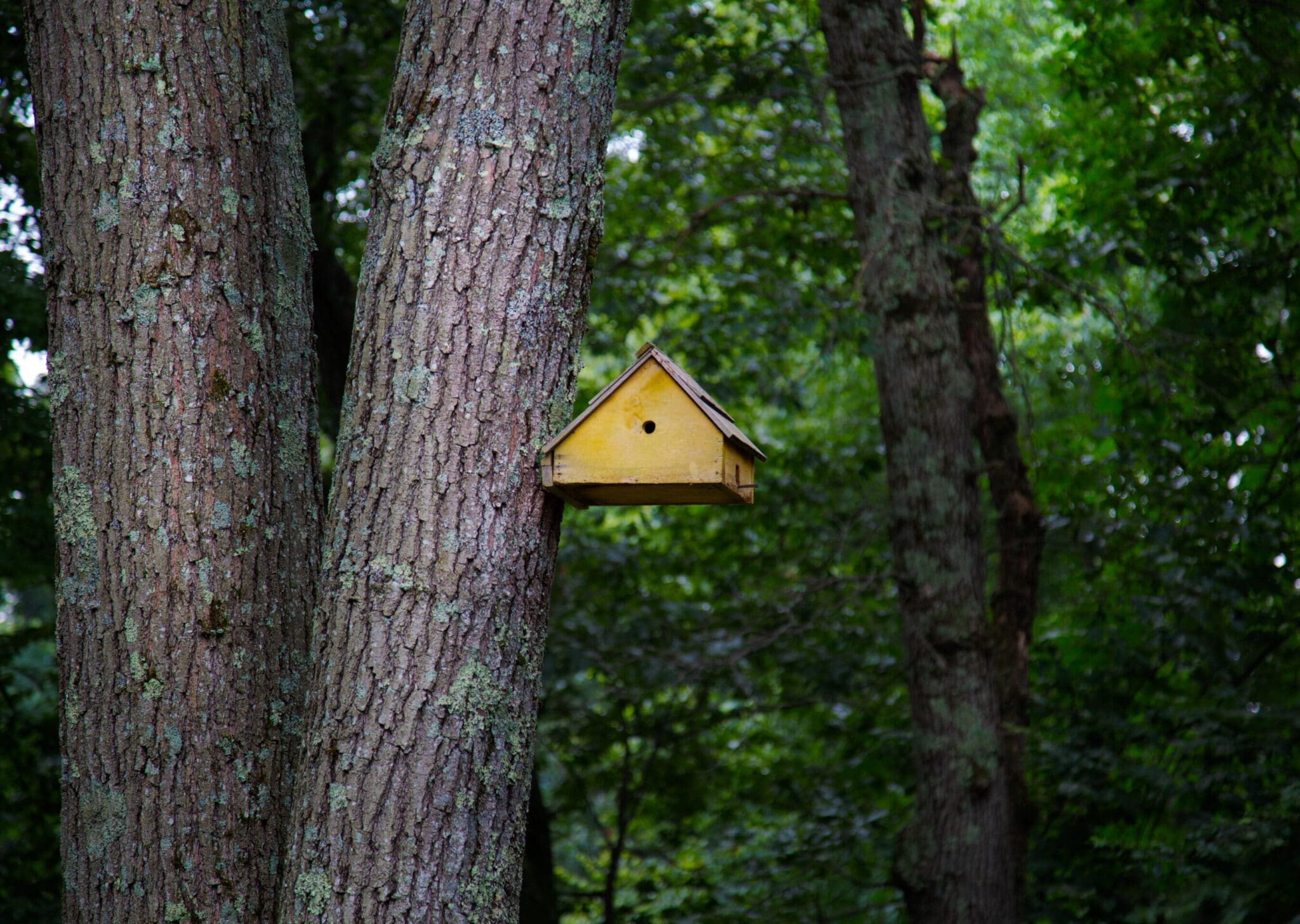 A photo of a yellow wooden birdhouse attached to a large, mossy oak tree.