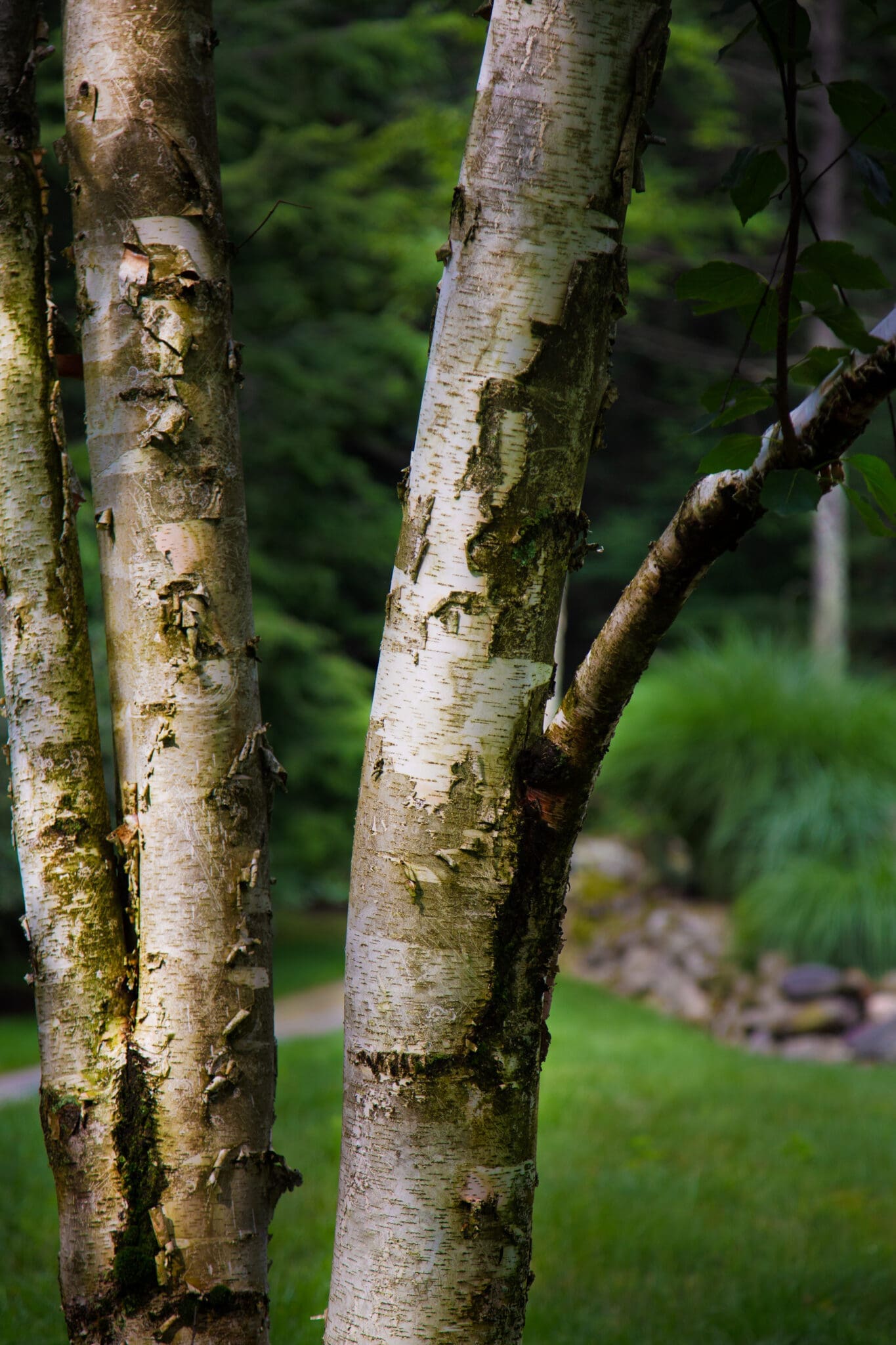 A photo of a birch tree with grass and landscaping in the background.